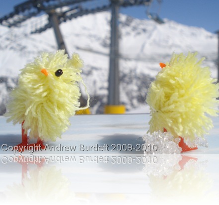 Easter Chicks I took skiing last April