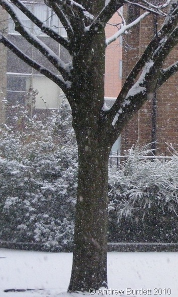 TREE SNOW_A snowy scene in Maidenhead on Saturday.