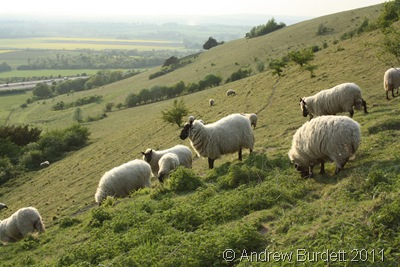 SHEEPISH_Sheep on the Oxfordshire hillside of the M40.