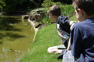 SEA WHAT I CAN SEE_Matthew, ten, looks to see the fish in the water garden.