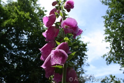PRETTY BEAUTIFUL_Flowers at Cliveden, and gorgeous blue skies.