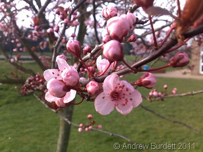 Springing into March, a photo of blossom on a tree at school.