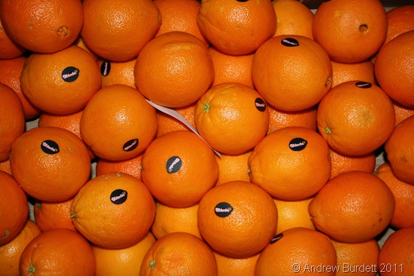 SEEING ORANGE_Fruit ready to be shaped into Christingles.