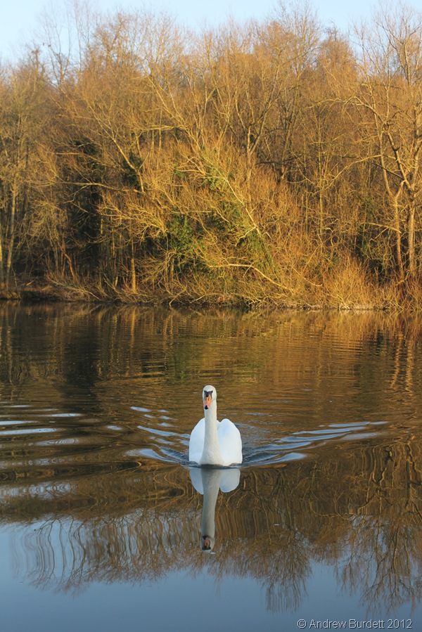 SWIMMING SOLO: A swan swims towards the bank, before continuing downstream. (IMG_1818)