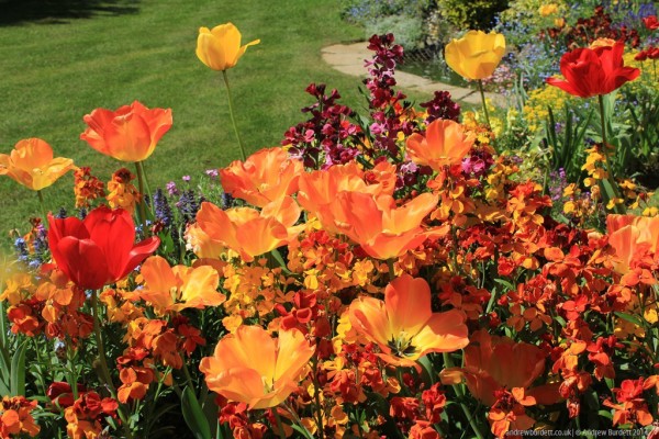 Alive with colour, a flowerbed is full of tulips.
