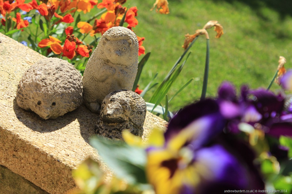 No hedge here! Rather bizarre hedgehog garden ornaments stand in front of dead daffodils.