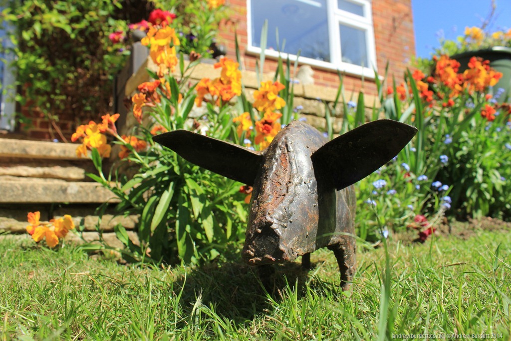 A metal pig garden ornament.