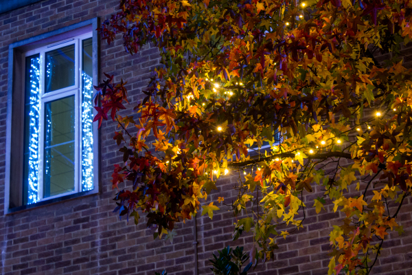 Due to the mild autumn, there is still a great deal of colour left on the trees around the Town Hall – the Christmas lights have beaten them at looking wintry.