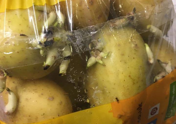 Rotten potatoes beginning to sprout eyes in the bag.
